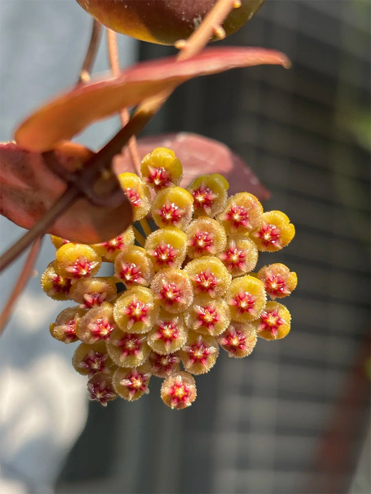 Hoya walliniana 'Dark Leaf Splash' Unrooted Stem Cuttings