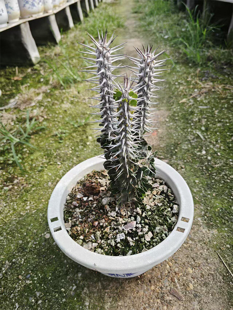 Alluaudia montagnacii