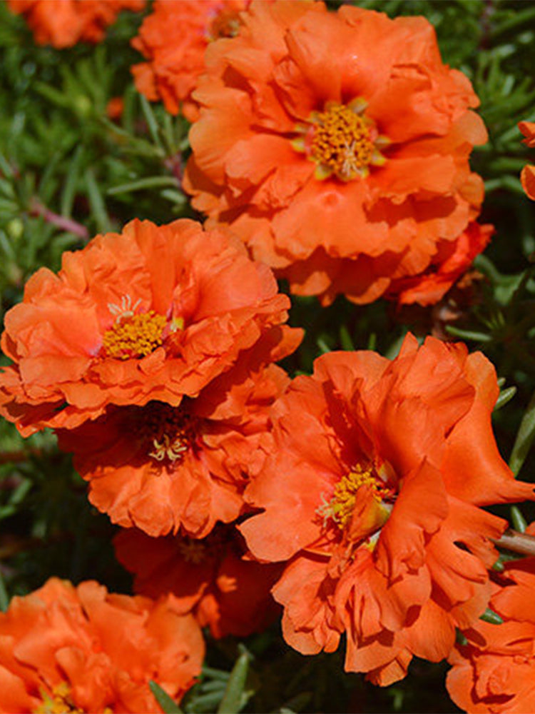 Hezhichun Coral Red Moss-Rose Purslane