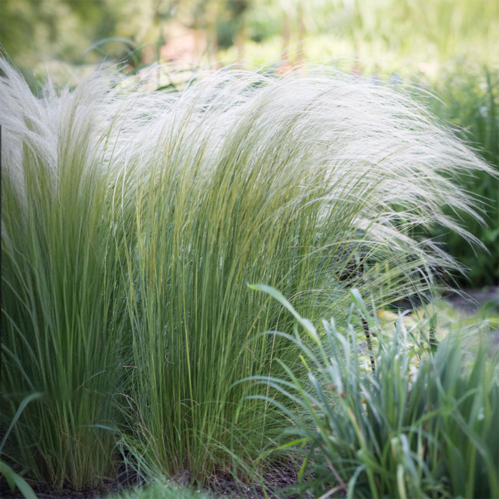 Mexican Feathergrass