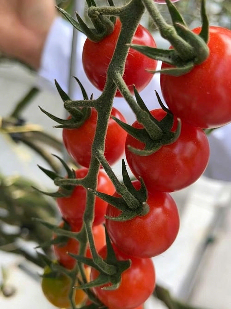 'Zhongying 2478' Cherry Tomato