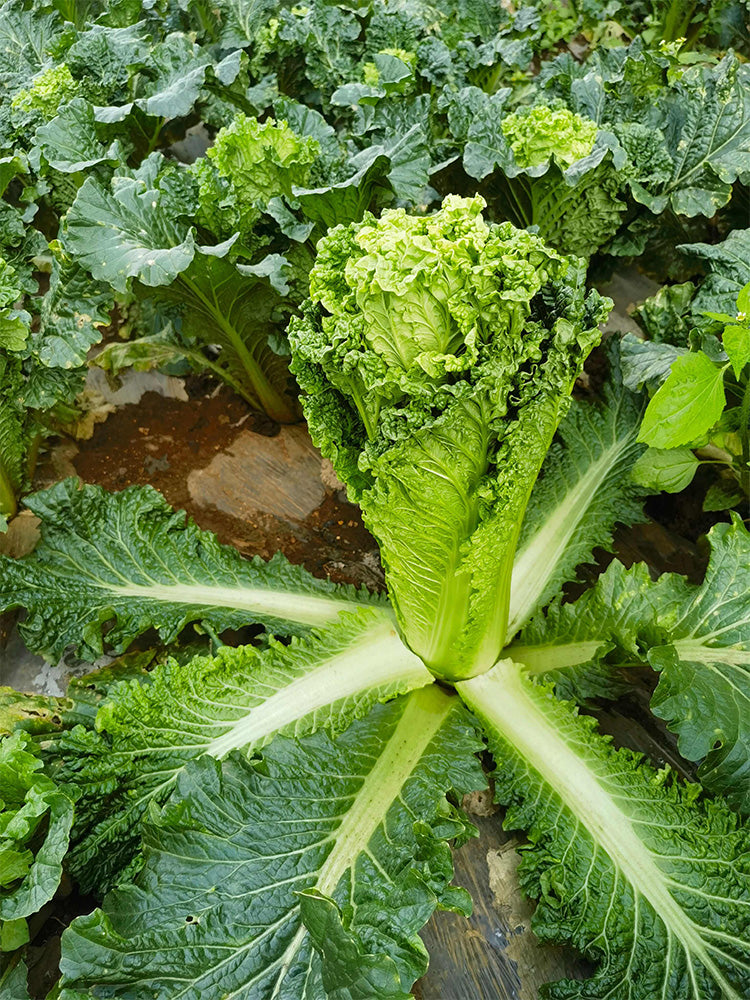 'Cuiqing 75' Qingmaye Chinese Cabbage