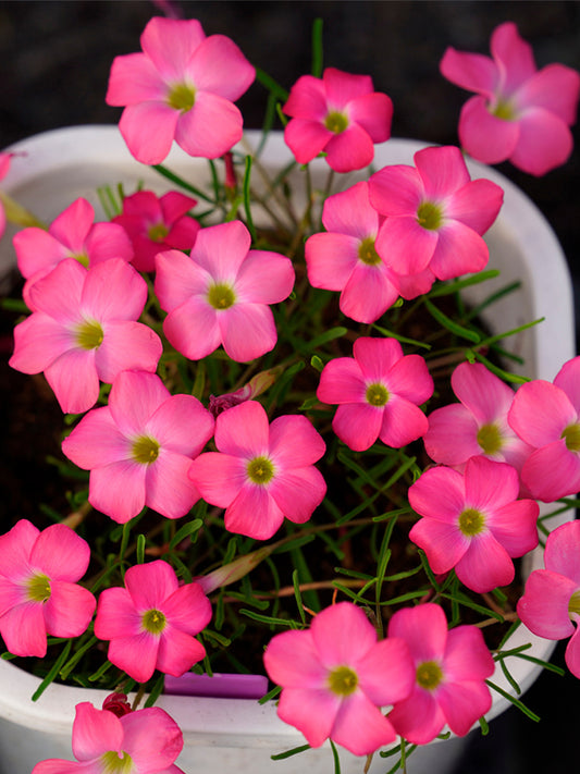 Oxalis glabra Series Bulb - 'Cherry Sundae'