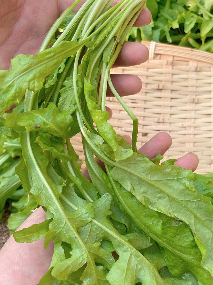 Broad-leaved Shepherd's Purse