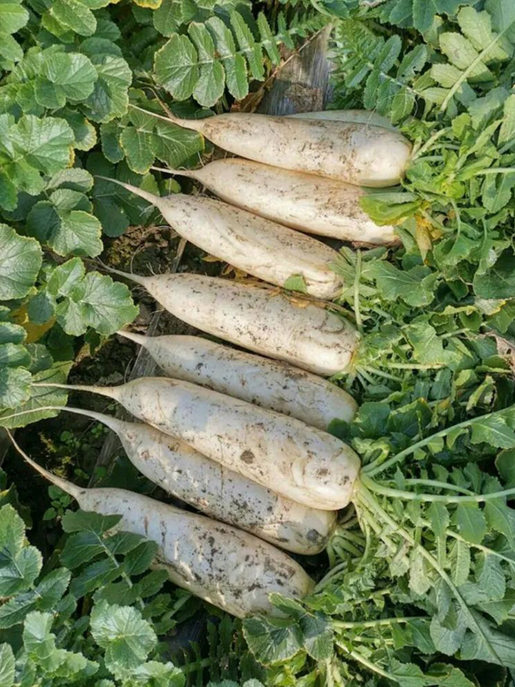 'Guangliang No.22' Radish