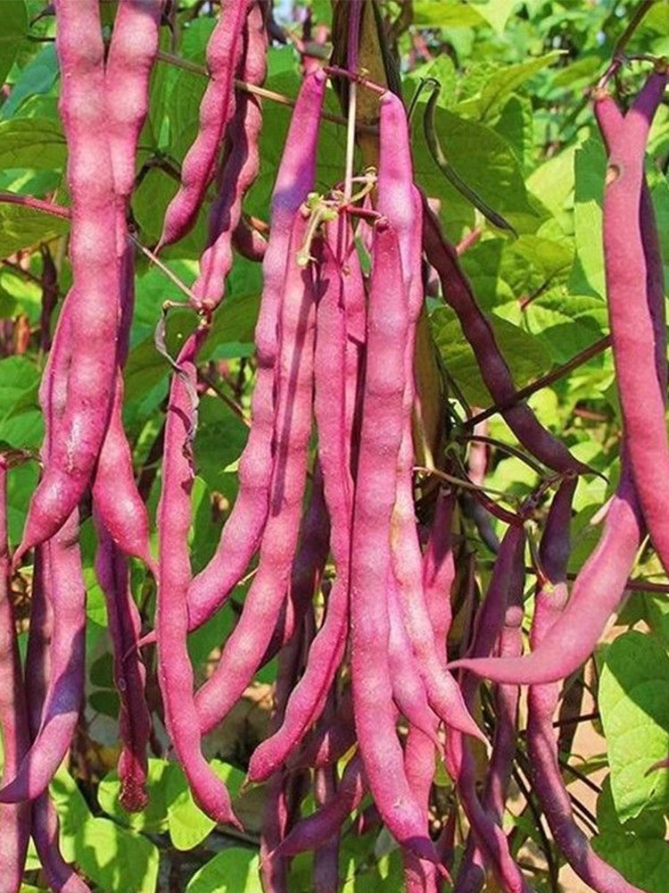 Huajun No.8 Purple Kidney Beans