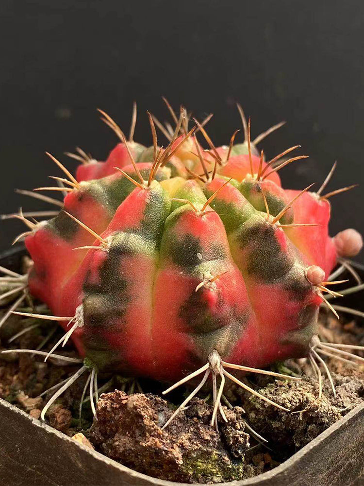 Gymnocalycium mihanovichii Variegata 'Glowing Peony'