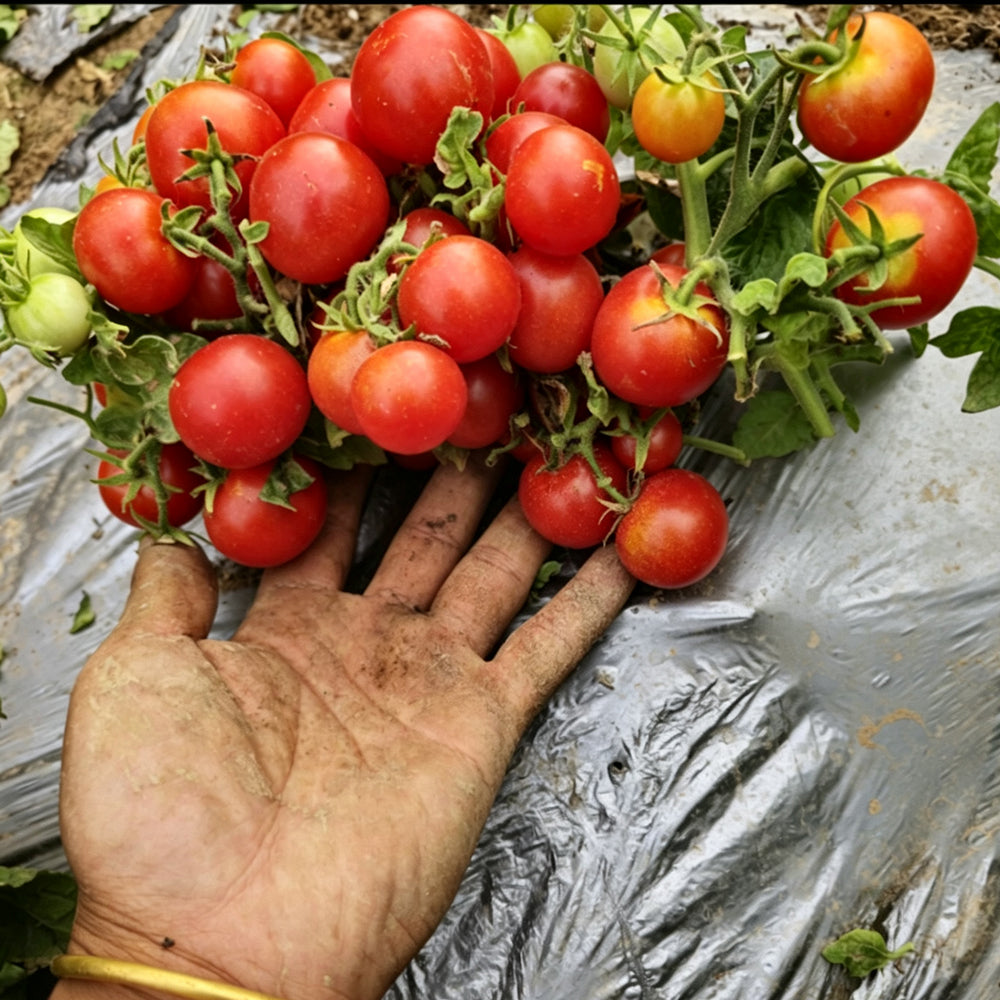 769 Mini Pig Red Tomato
