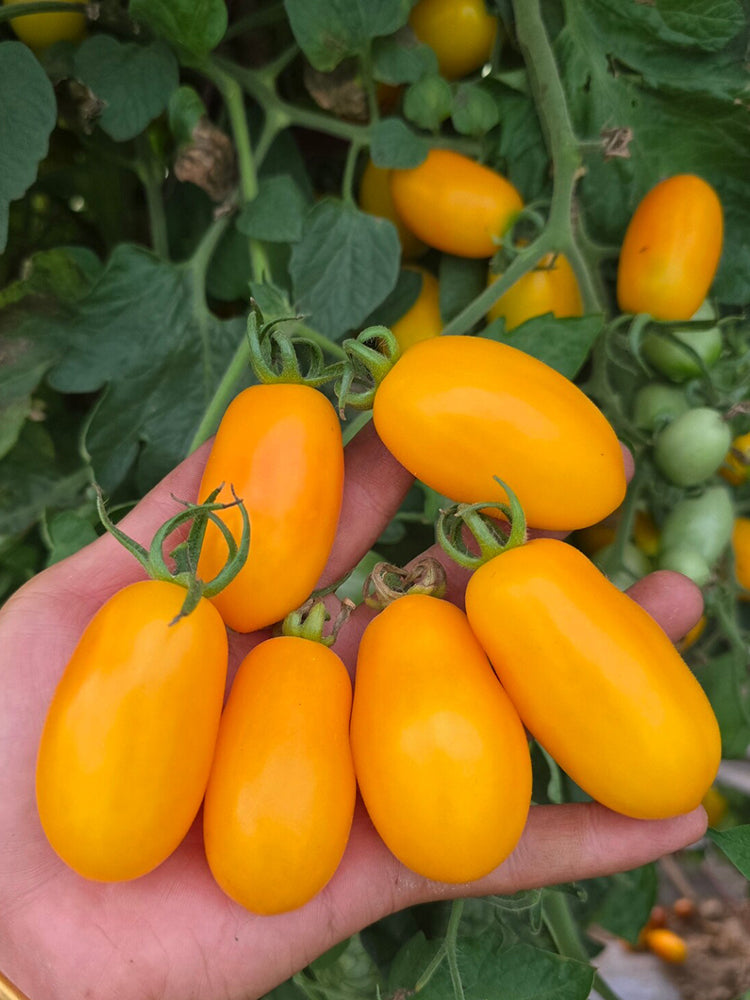 1065 Taigu Cherry Tomato
