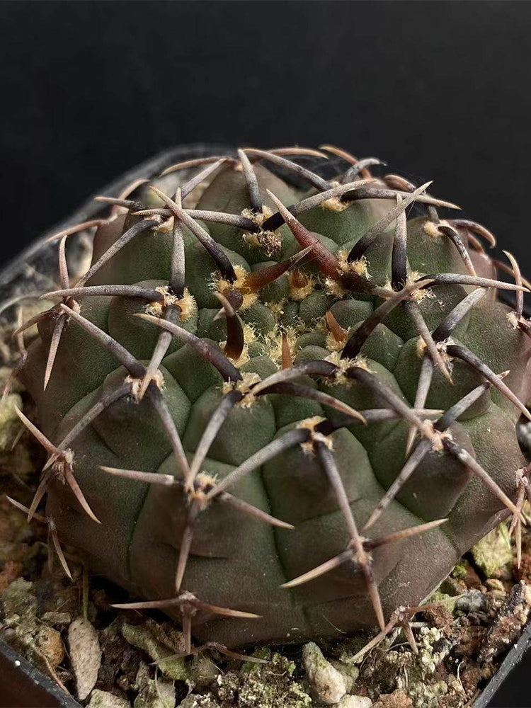 Gymnocalycium riojense