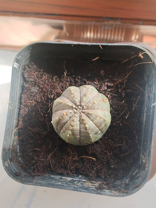 Euphorbia obesa Succulent