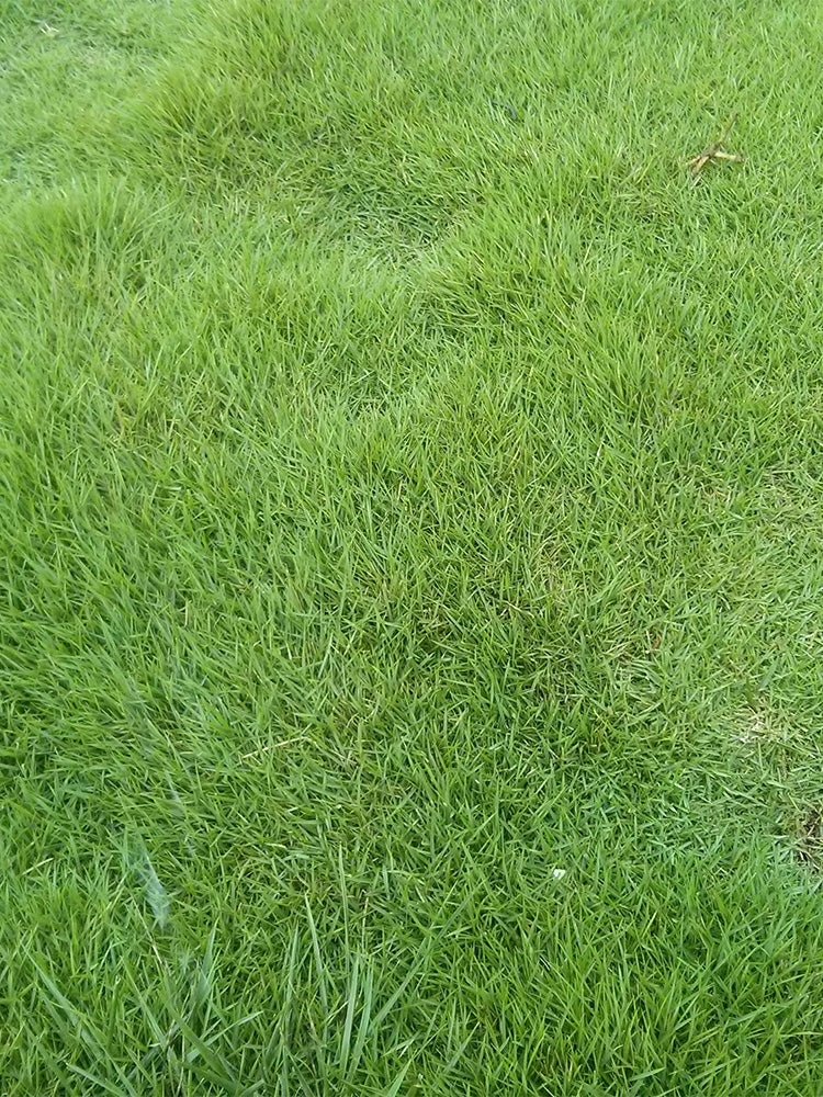 Red Fescue