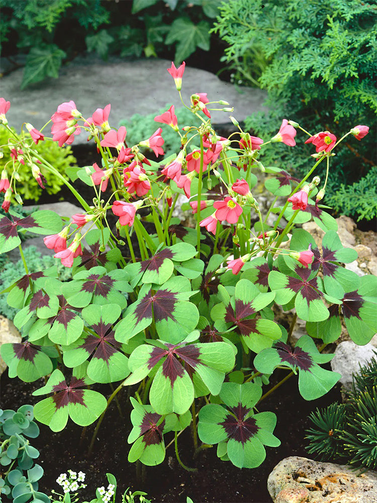 Oxalis tetraphylla 'Iron Cross'