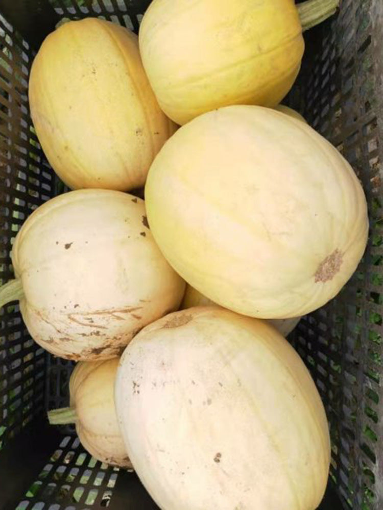 Golden Thread Squash