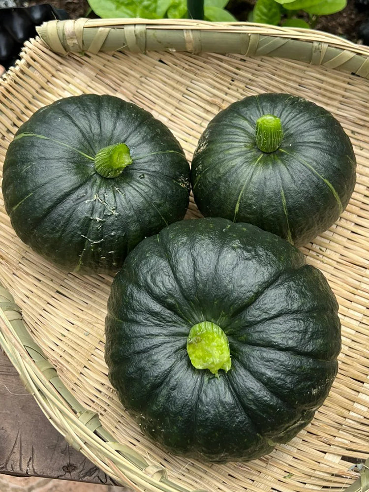 Green Baby Pumpkin