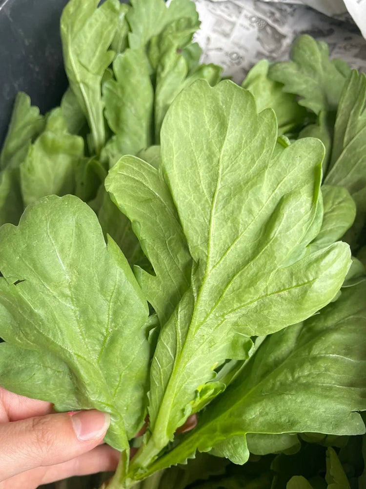 'Jiemei' Large-Leaf Garland Chrysanthemum