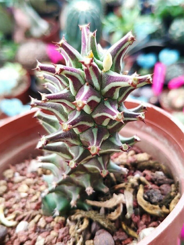 Monadenium schubei "Tanzania Red"
