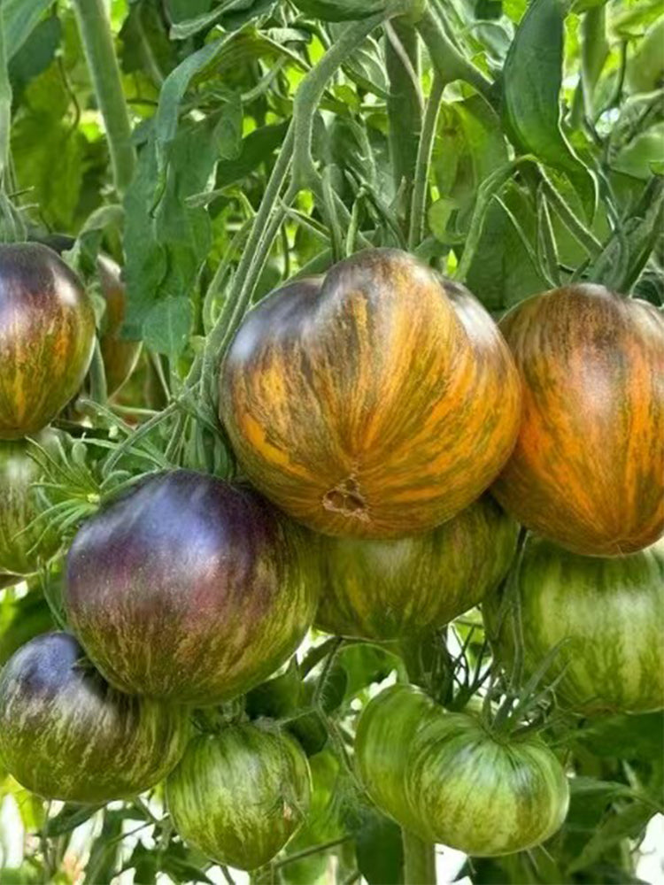Ochre Veil Tomato