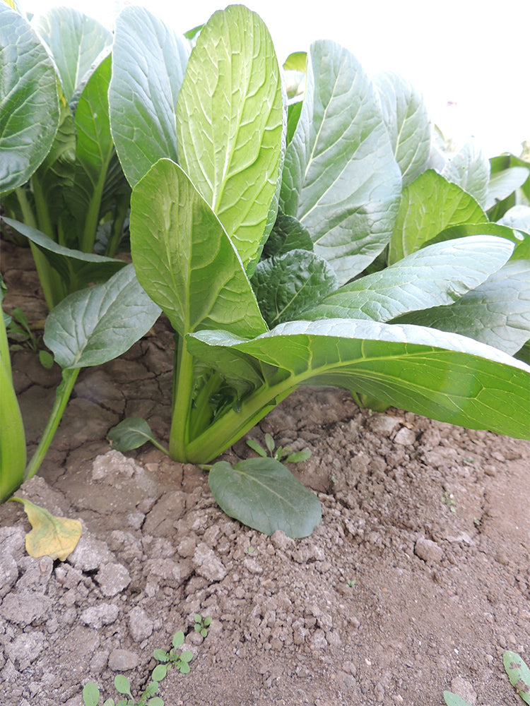 'Jiaoyan' Small Pak Choi