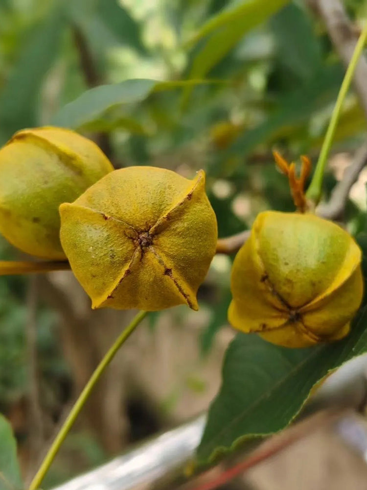 Mountain Walnut