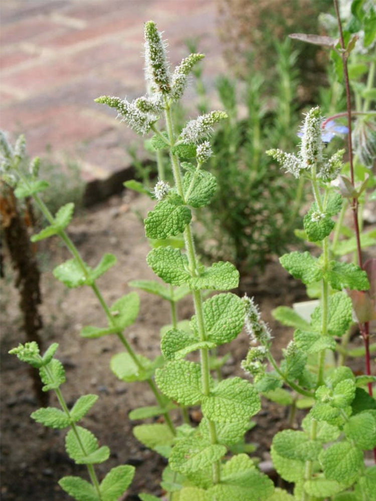 Apple Mint