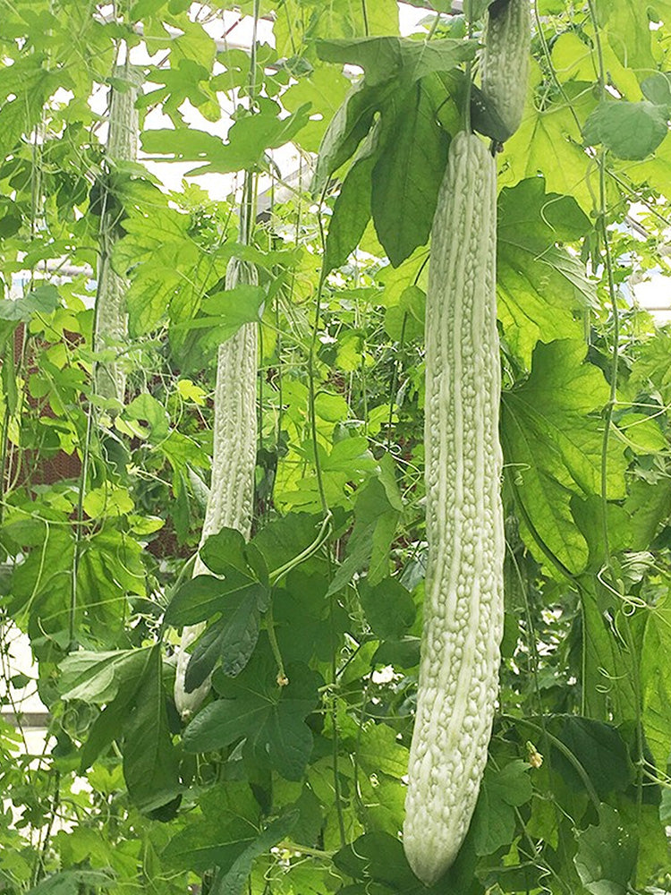 Chang Cui Yu Slender Bitter Melon