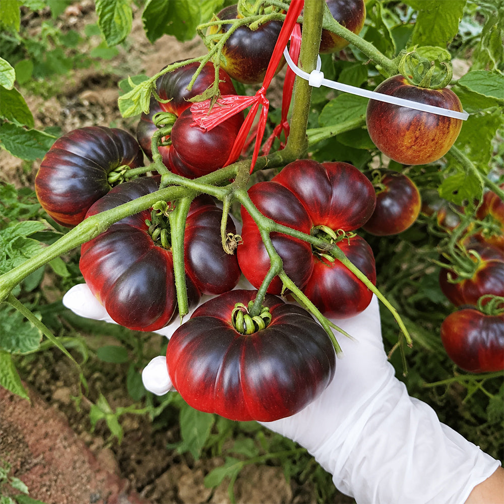 7 Azure Giant Tomato