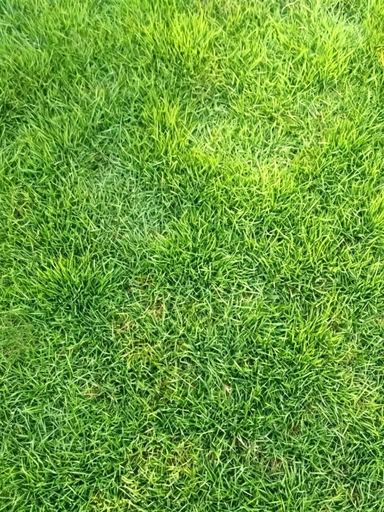 Creeping Bentgrass