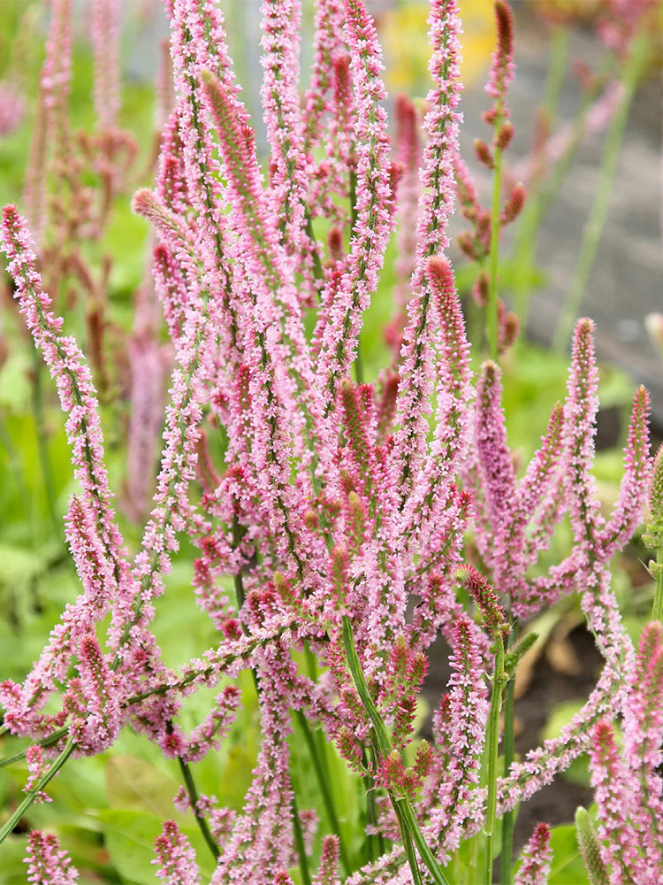 Limonium suworowii 'Pink Pokers'