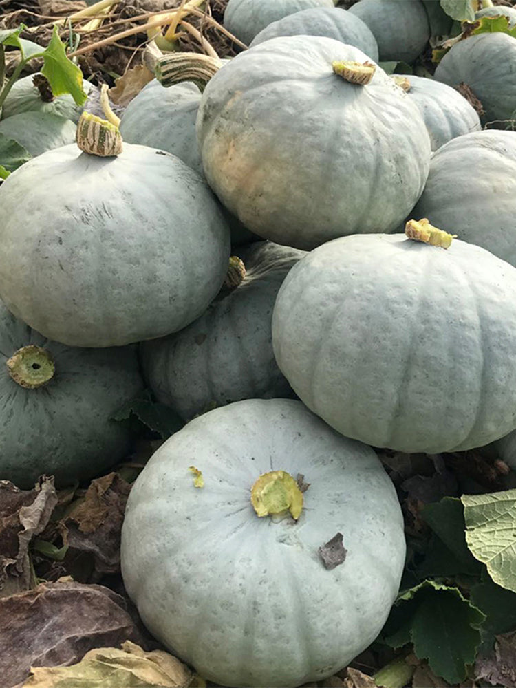 'Jiemei' Silver Chestnut Pumpkin