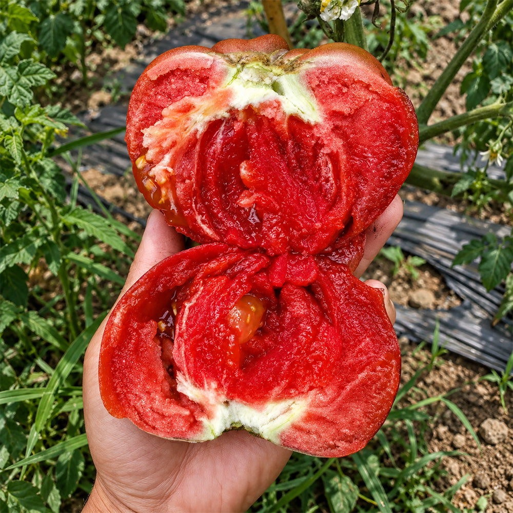 244 Elena's Amethyst Heart Tomato