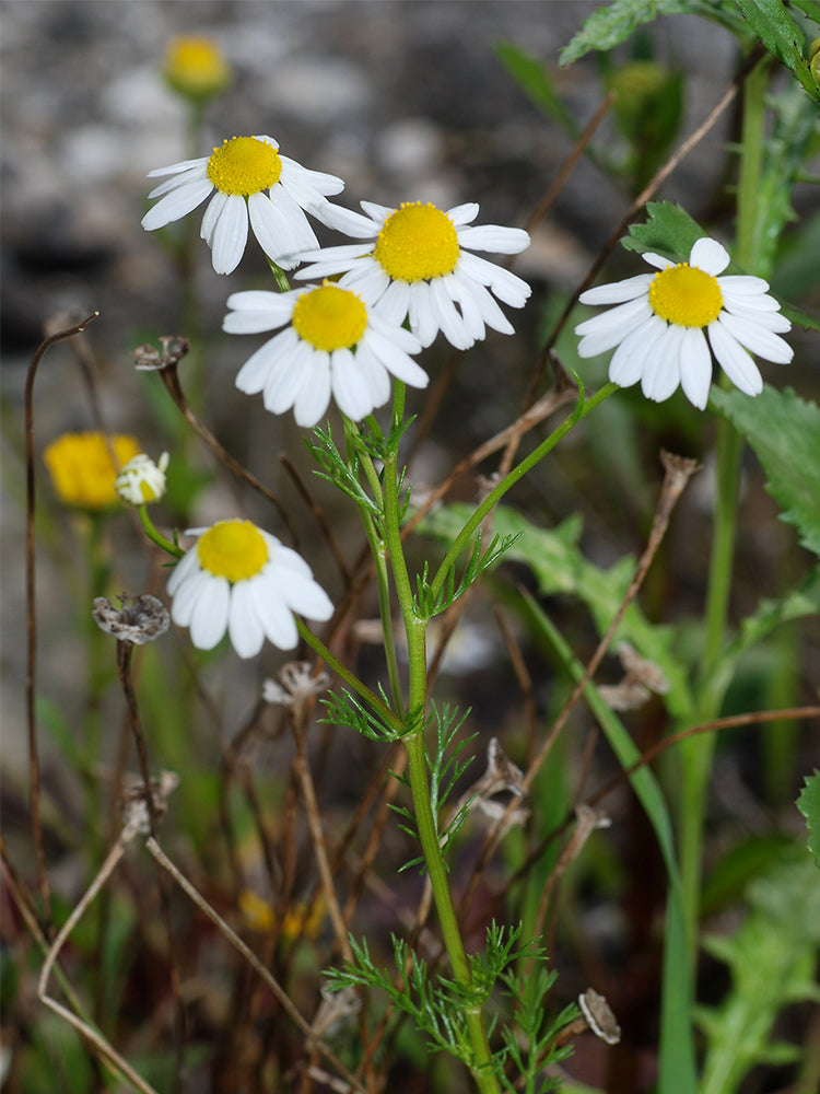 German Chamomile