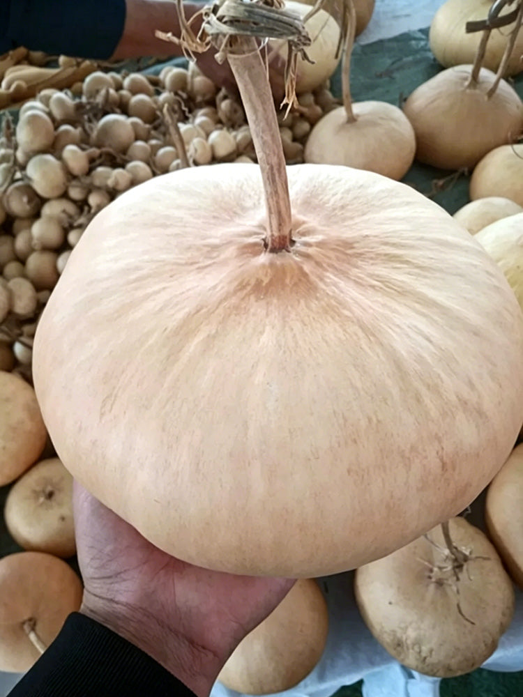 Millstone Bottle Gourd