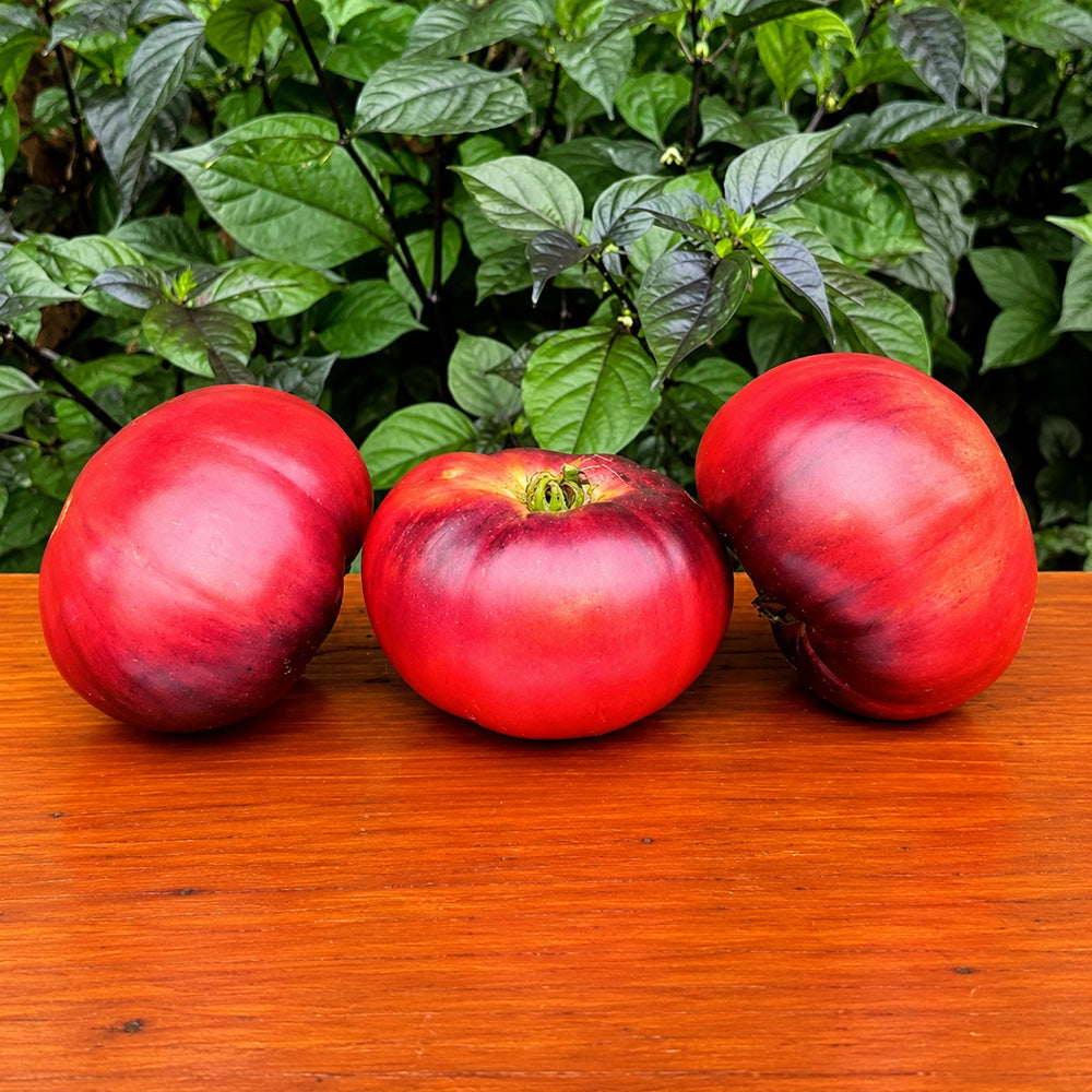 197 Mlle Foriers Tomato