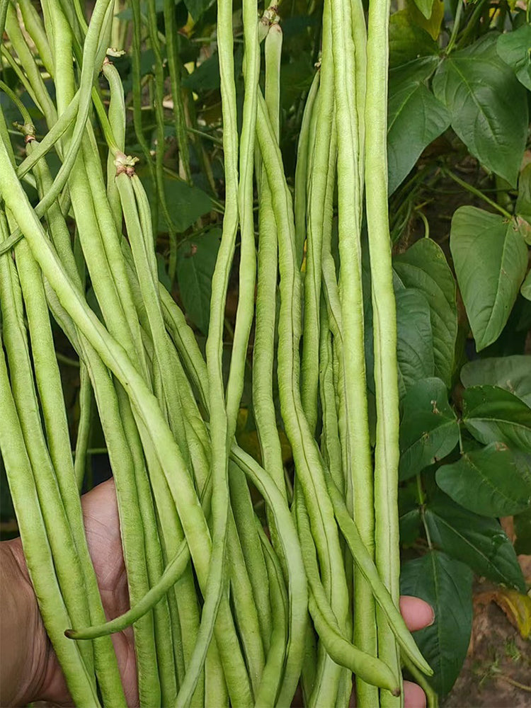 Small-Leaf High-Yield No.4 Long Bean