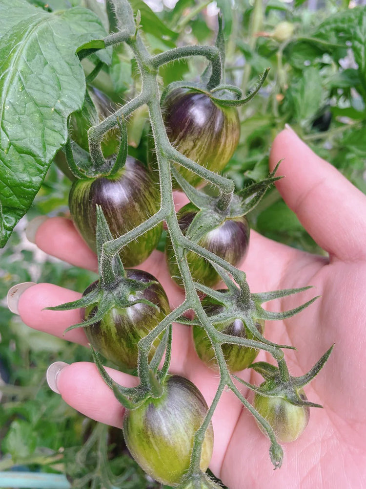 Brads Atomic Grape Heirloom Tomato