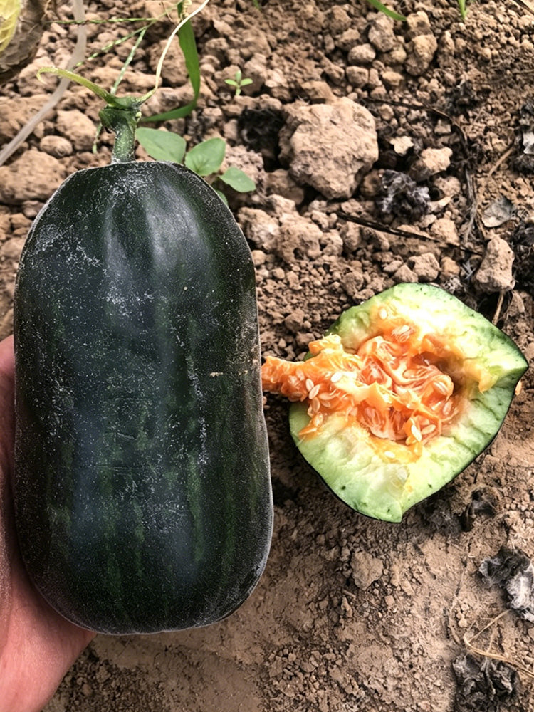 Little Darling Melon