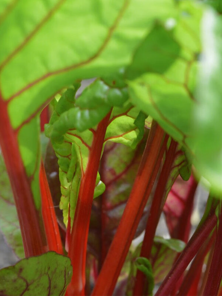 Red-Stemmed Chard