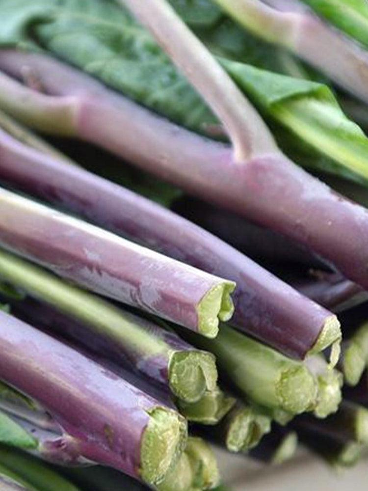 Red-Stemmed Chinese Kale