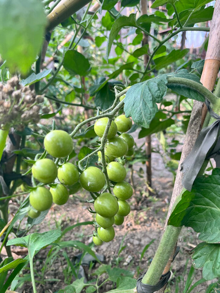 Yanbai No. 9 Cherry Tomato