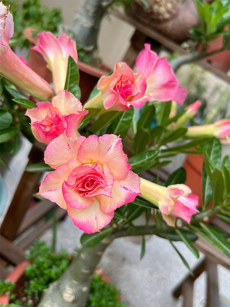 Mixed Color Desert Rose
