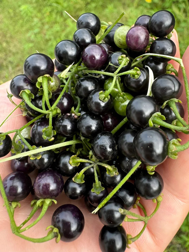 Black Nightshade
