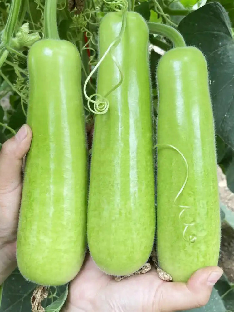 Guangpu 1701 Bottle Gourd