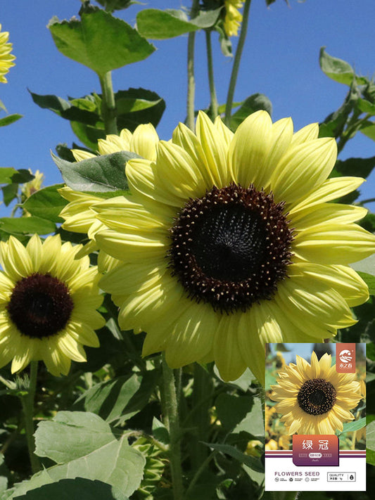 'Green Crown' Ornamental Sunflower