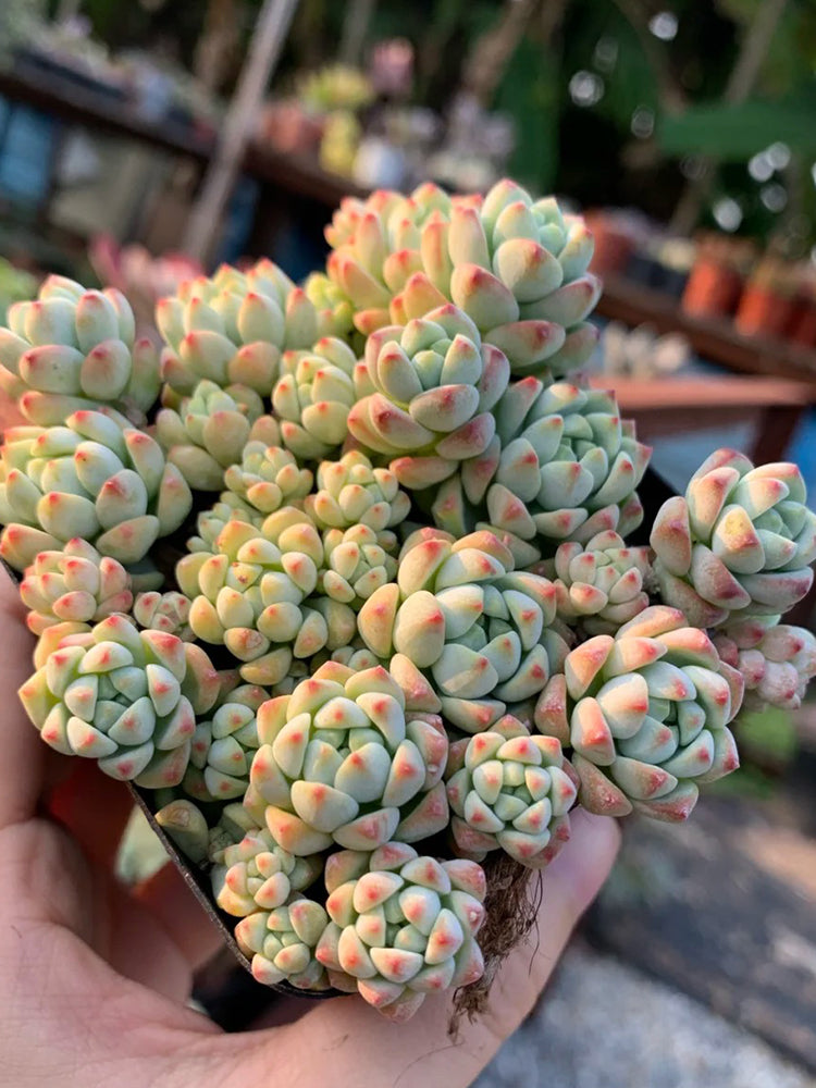 Echeveria Caramel Spirit
