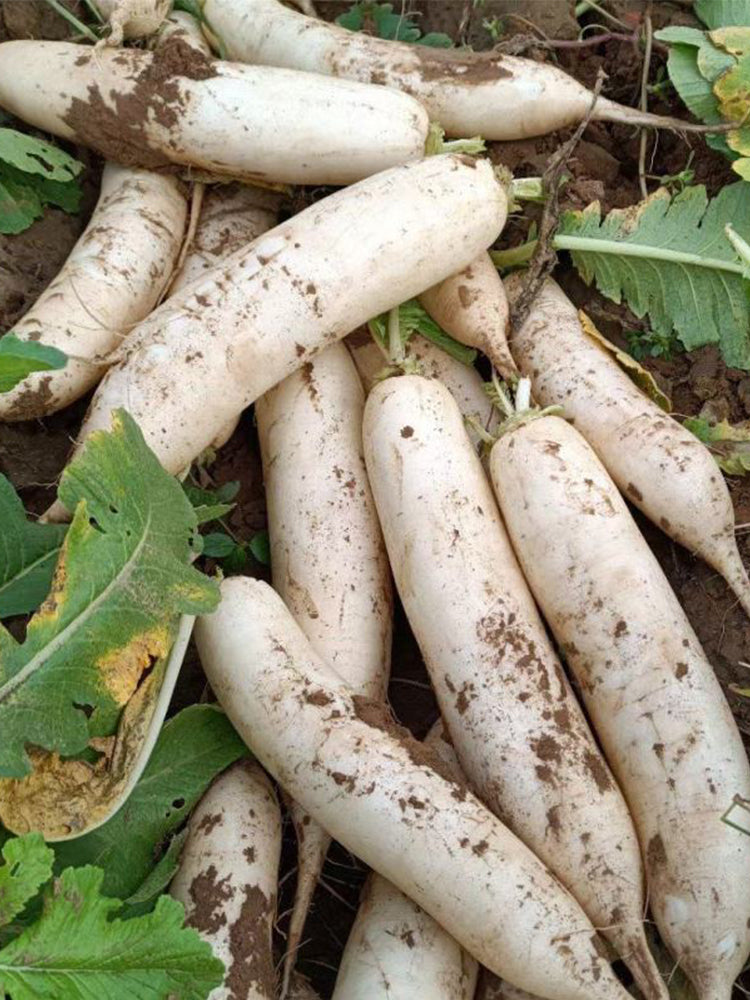 'Guangliang No.22' Radish