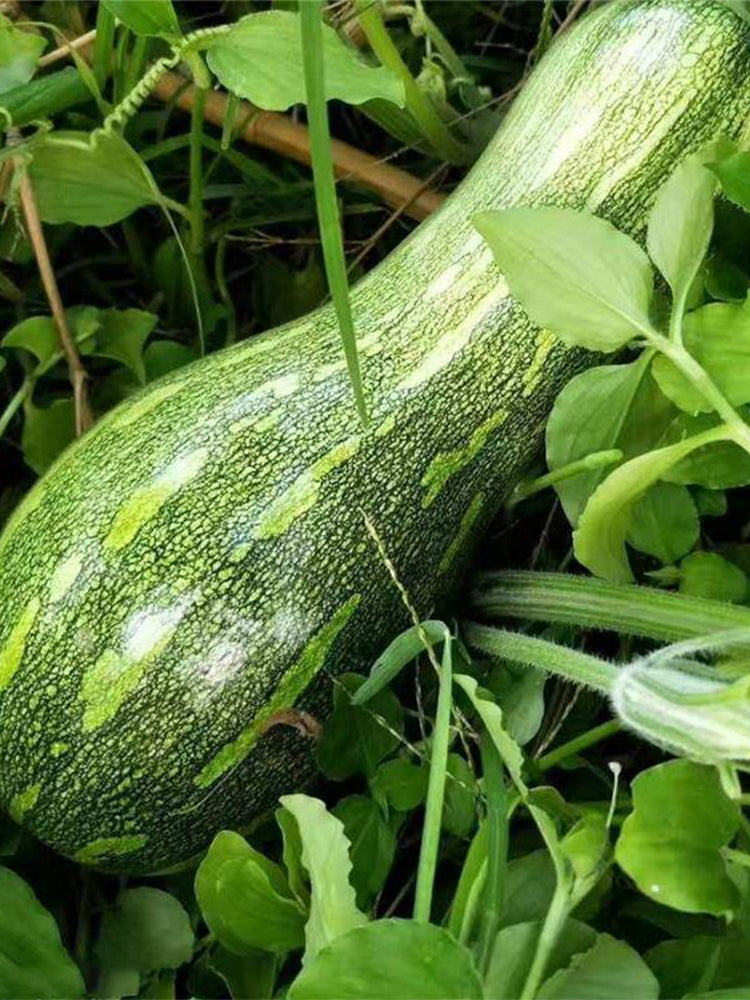 Zhengliang No.5 Pumpkin