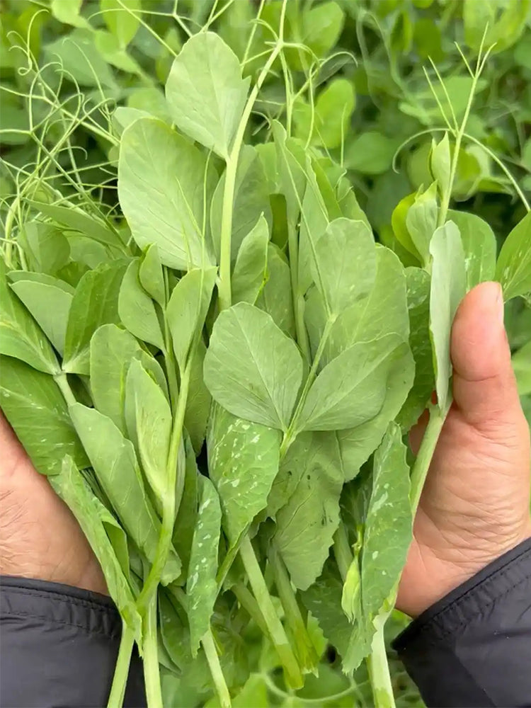 Jiemei Beardless Pea Shoots