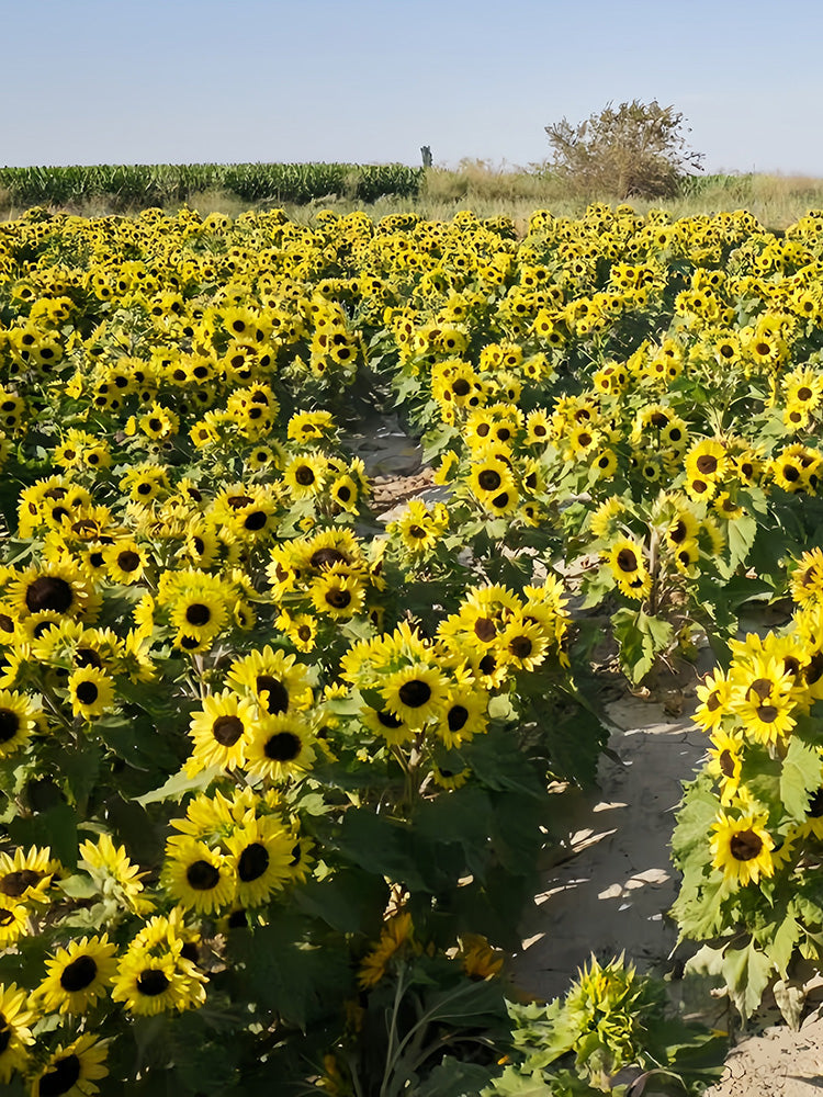 Duotou Nuanyang Sunflower