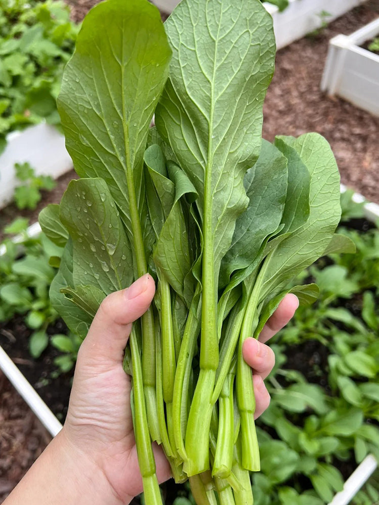 Ningxia Fiberless 110-day Choy Sum